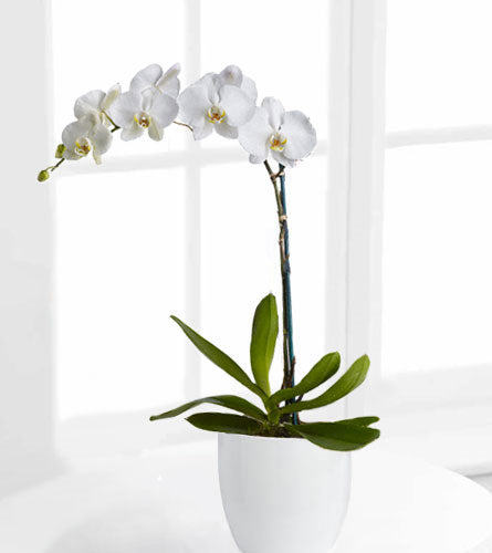 White Orchid Planter - white phalaenopsis orchid in a white ceramic pot.