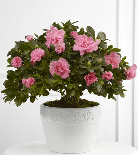Pink Azalea Planter - potted azalea with pink flowers in a white ceramic pot.
