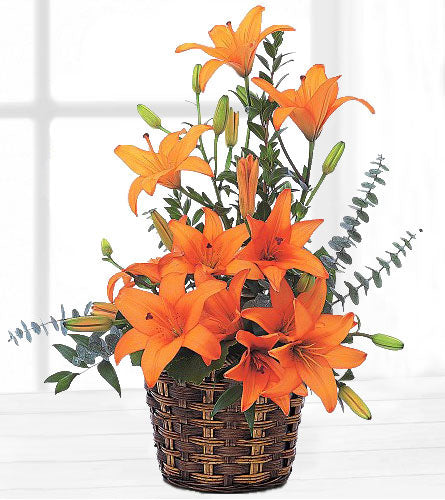 Asiatic Lilies - basket of orange lilies with green leaves.
