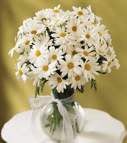 Daisy Vase - bouquet of white daisies in a clear vase with a white ribbon.