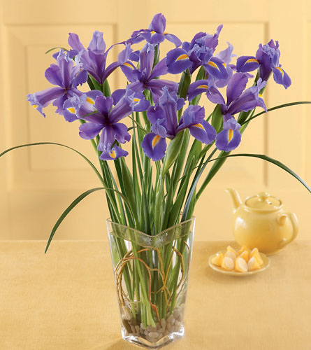 Blooming Iris Bouquet - arrangement of blue irises in a clear glass vase.