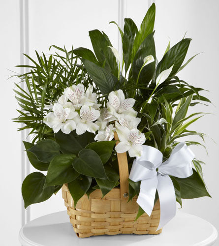 Peace & Serenity Dish Garden - basket of white flowers and green leaves with a white bow.