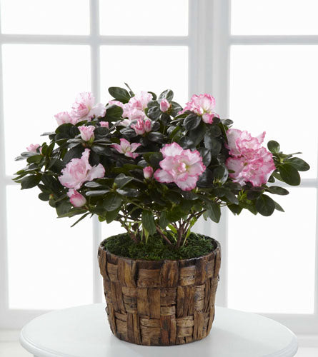 Potted azalea plant with pink flowers placed in a brown woven basket.