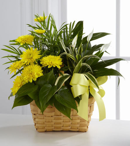 Loving Light Dish Garden - basket of yellow flowers and green plants with a yellow ribbon.