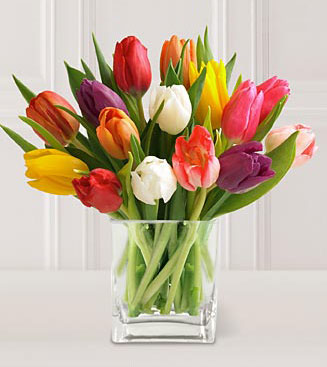 15 Stem Mixed Tulips - Bouquet of colourful tulips in a clear cube vase.