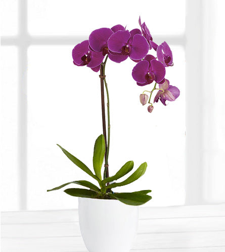 Purple Orchid Planter - purple orchid in a white ceramic pot.