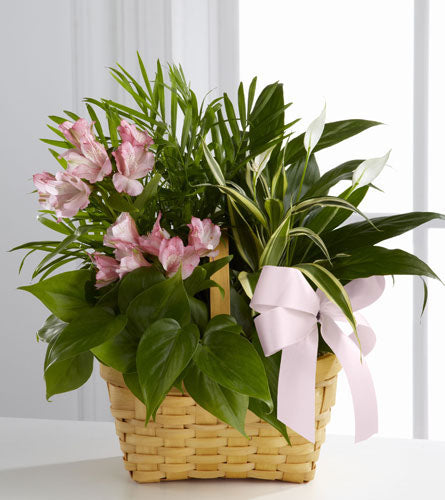 Living Spirit Dish Garden - basket of green plants with pink flowers and a white ribbon.
