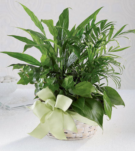Woodland Greens Basket - Bouquet of green plants in a woven basket with a light green bow.