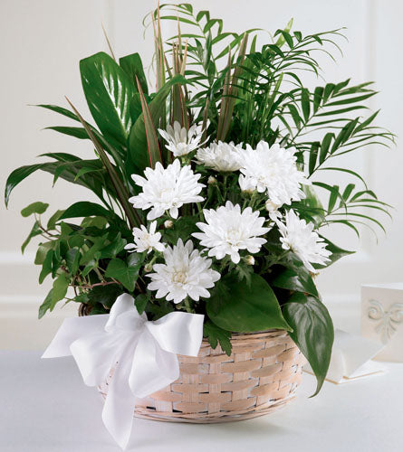 Peaceful Garden Basket - Basket of white flowers and lush green plants.