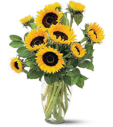 Shining Sunflowers Arrangement - bouquet of sunflowers in a clear glass vase.